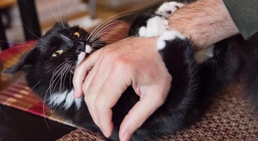 Így szoktasd le macskádat a harapásról: 5 ok a háttérben