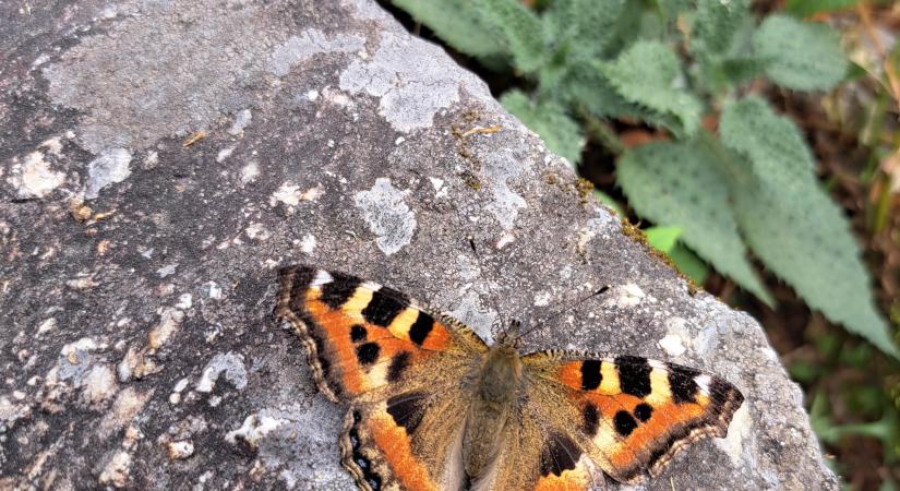 Annapurna Körtúra 14. nap (11.30.): Pillangóhatás