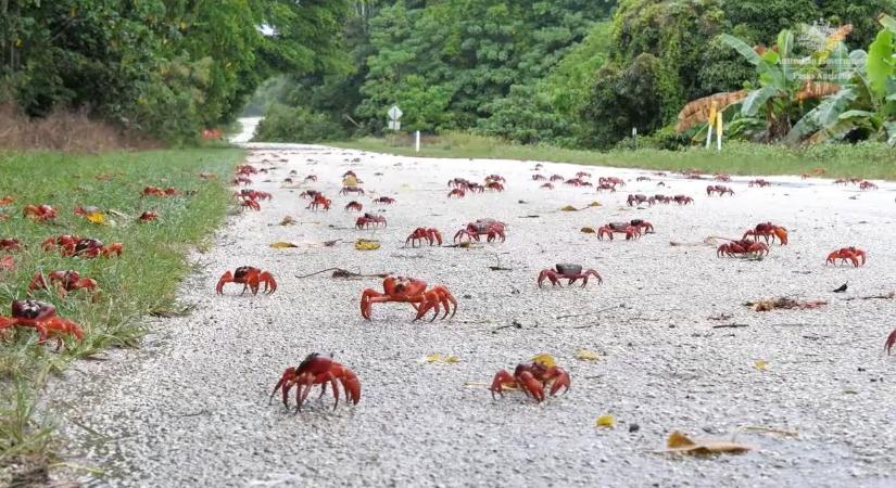 Készülnek a vörös rákok a tömeges vándorlásra a Karácsony-szigeten