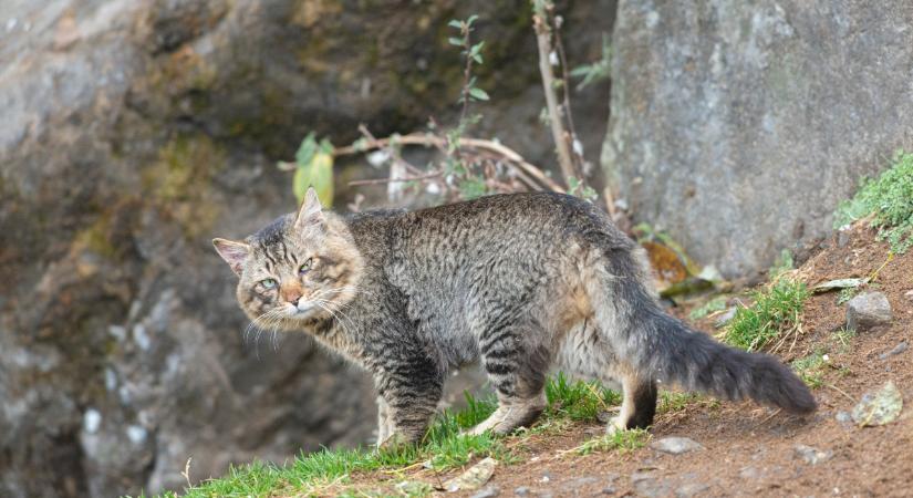 6 érdekesség az andesi hegyimacskáról: nem lehet őket fogságban tartani, azonnal elpusztulnak