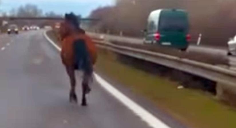Ilyet még a rendőrök sem láttak, a forgalommal szemben ügetett egy ló az autópályán - videó