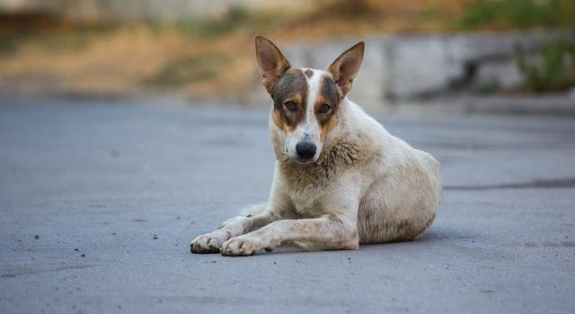 Pirotechnikus: A nem kutyások is hallgatják egész évben a kutyaugatást