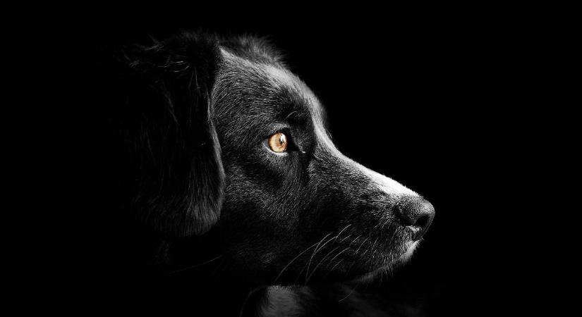 A pirotechnikus türelemre inti a kutyásokat: „A nem kutyások egész évben hallgatják a kutyaugatást”
