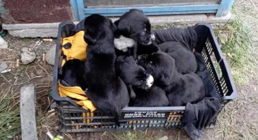 Kegyetlenség: tíz kiskutyát hagyott sorsára, most körözik az interneten