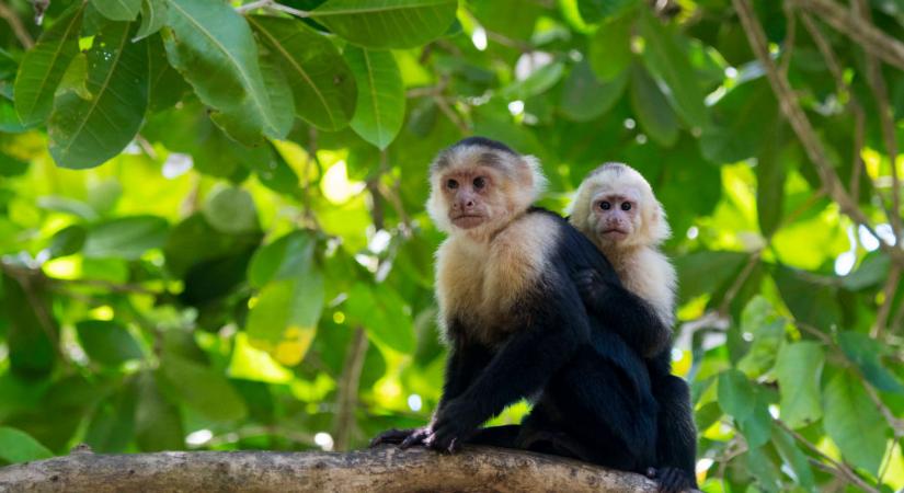 Majmok nevelték fel az édesanyát, most otthagyja addigi életét a lánya, hogy a dzsungelbe költözzön
