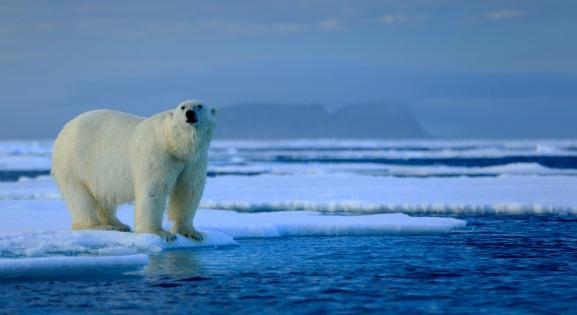 Veszélyben az állatvilág: már jegesmedvét öl a madárinfluenza