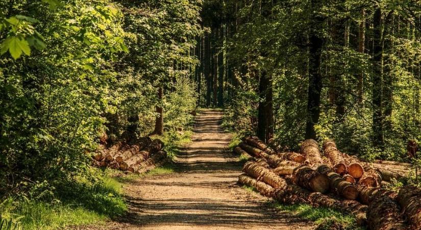 Folyamatosan bővül az ország fával borított területe
