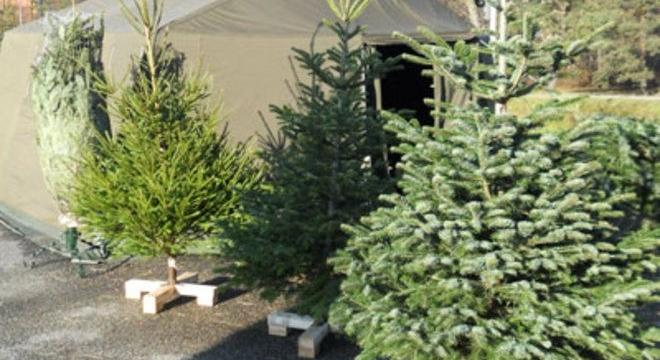 Biomassza lesz a kidobott karácsonyfa Pécsen