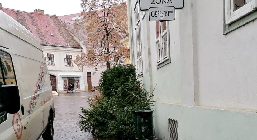 Idén is biomasszaként végzik Pécsen a kidobott karácsonyfák