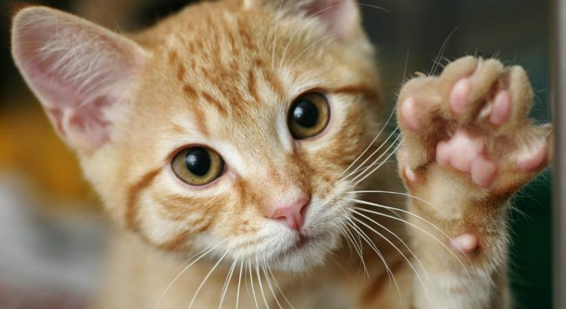 Ezért utálják a macskák, ha a mancsukhoz érsz