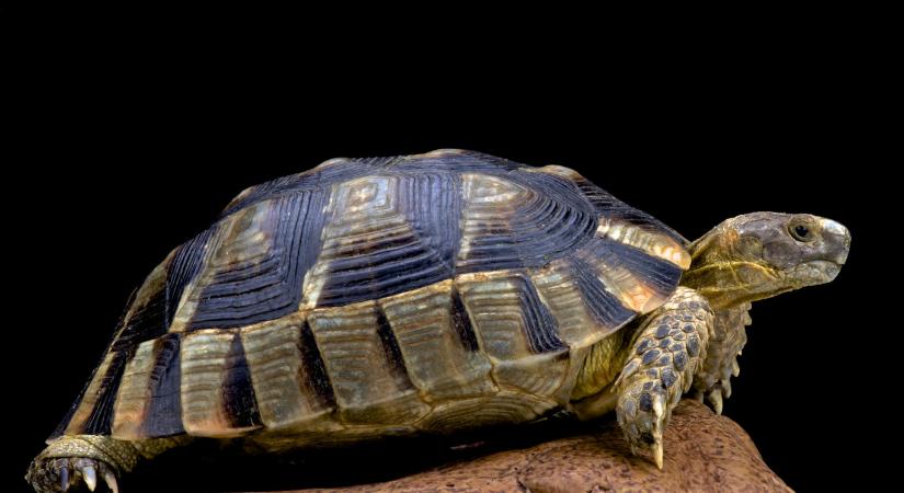 Bimbó teknős a Türk Tanácsra gondol