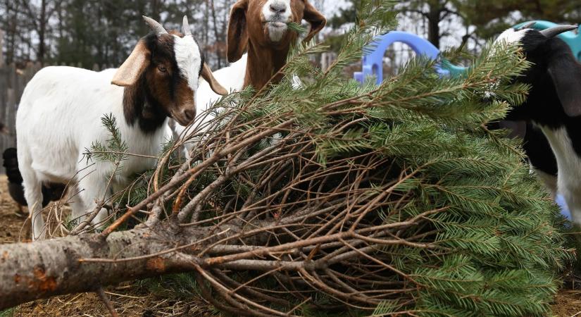 A kecskék kedvenc téli csemegéje a kidobott karácsonyfa