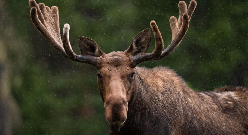 A Skandináv lottó nyerőszámai a 2. játékhéten