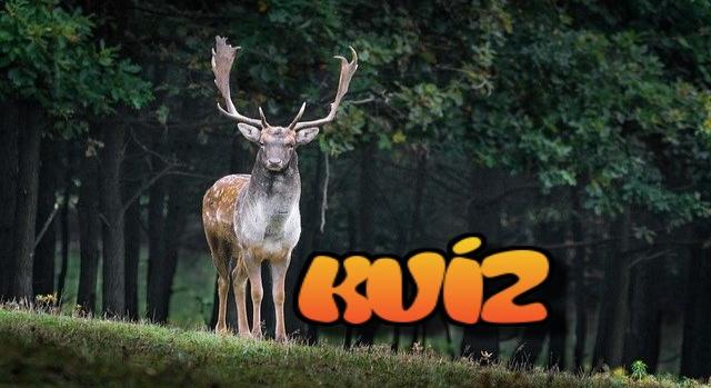 Állatos kvíz: Milyen állat a merinói és milyen színű a zsiráf nyelve? Menni fog mind a 10 kérdés?