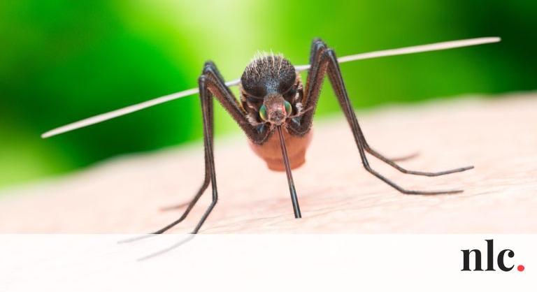 Ezek a praktikák NEM válnak be a szúnyogok ellen