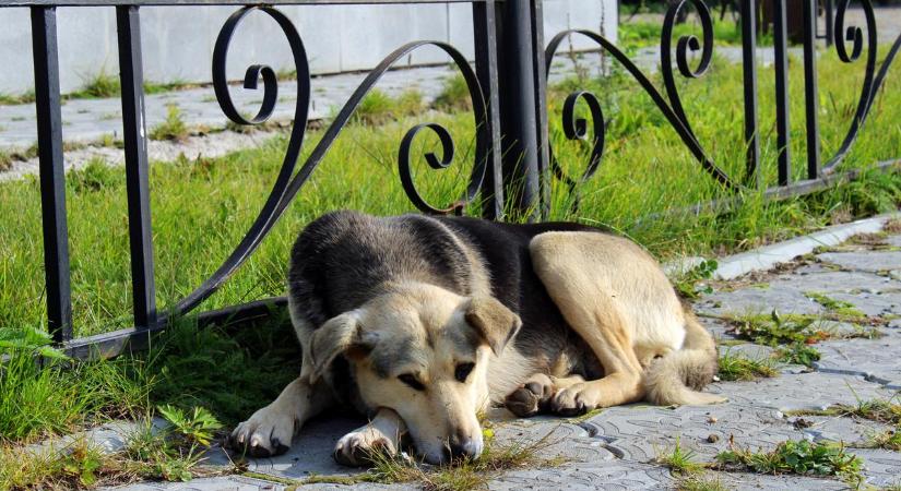 Komoly veszélyben a kutyák: veszettség elleni védekezésre hívták fel a figyelmet