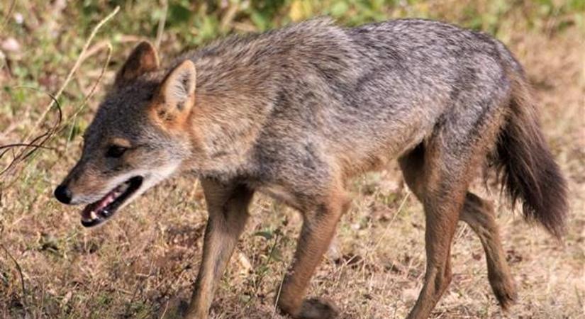 Veszett állatokat találtak Szabolcs-Szatmár-Beregben