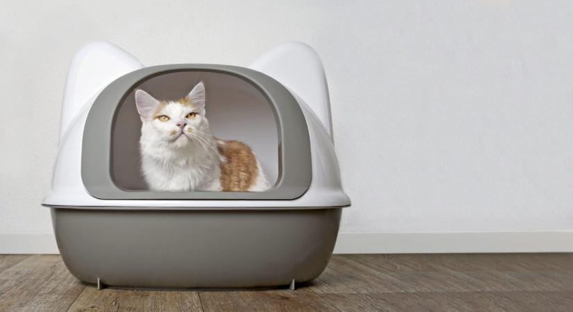 Ezért nem kaparja el a macska az ürülékét: oka van a bosszantó viselkedésnek