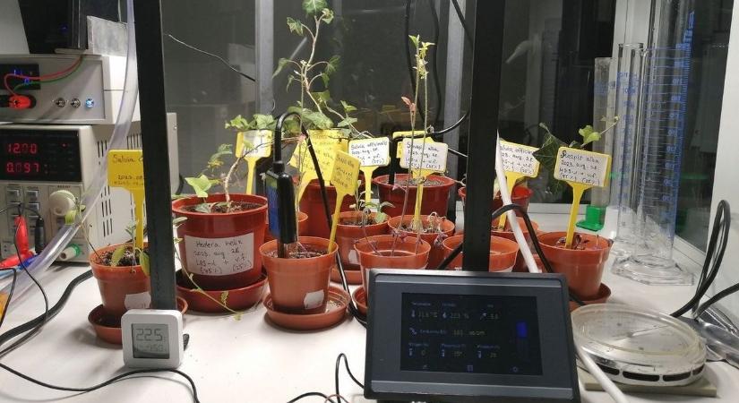 Űrnövényeket termesztenek a hazai egyetemi laboratóriumban