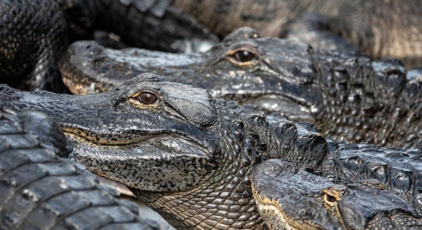 Több ezer aligátor és krokodil él ebben a floridai hüllőparkban