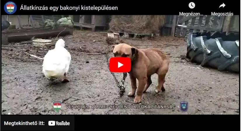 Állatkínzás a szomszéd vármegyében - Két kórosan sovány ebet találtak a rendőrök - videó