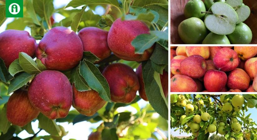 Te tudod, melyik a legegészségesebb almafajta?