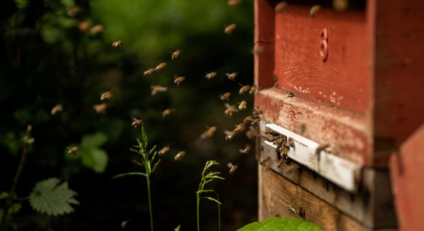 Az egyszer már betiltott méhgyilkos neonikotinoidok ismételt engedélyezése miatt tiltakoznak a brit természetvédők