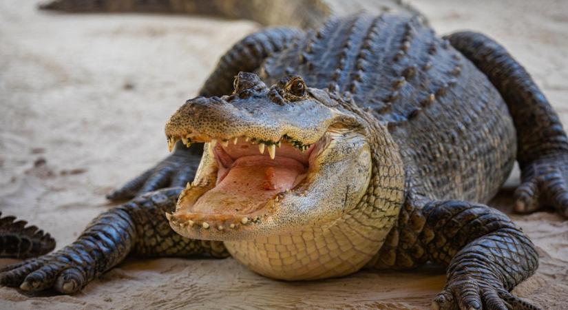 Megdöbbentő: tóba fagyott egy aligátor Texasban, mégsem pusztult el - videó