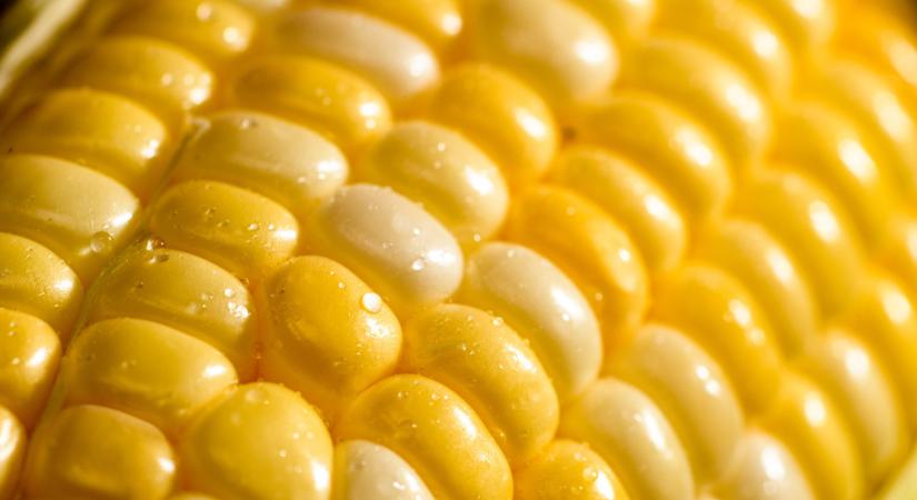 El sem hiszed, miből csináltak biogázt: ez aztán tényleg filléres fűtőanyag