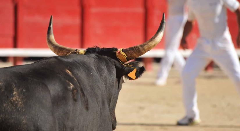 Nem bizonyult tartósnak a bikaviadalok betiltása Mexikóvárosban