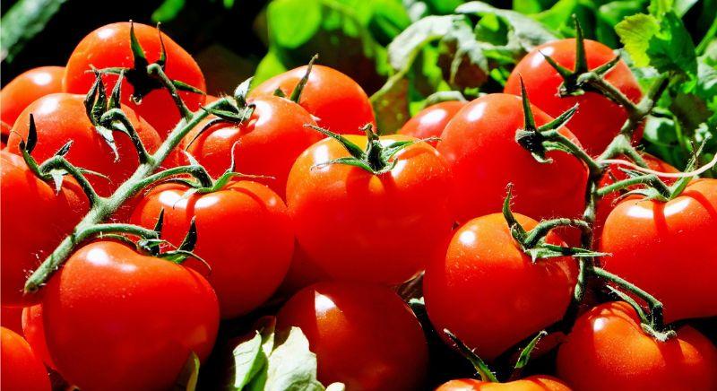 FruitVeB: Törökország egyre nagyobb teret nyer az EU paradicsompiacán