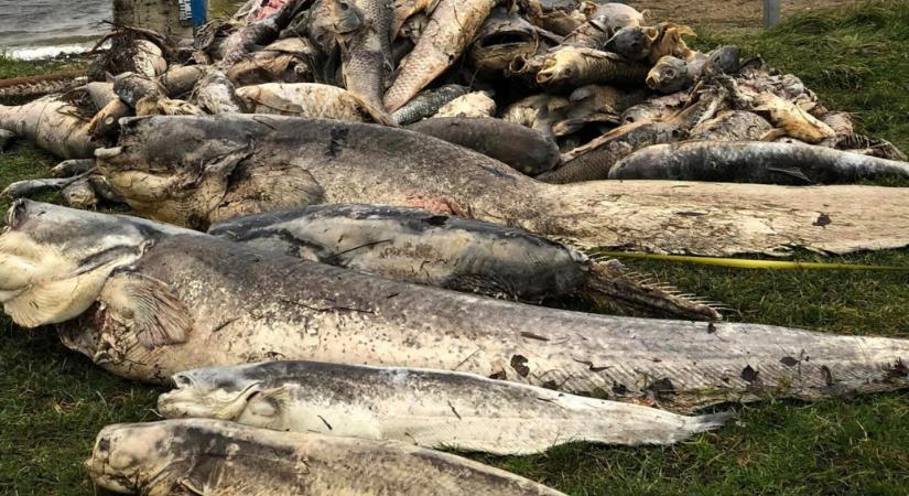 Az óriási halpusztulás után megtiltják a horgászatot a Pátkai-víztározón