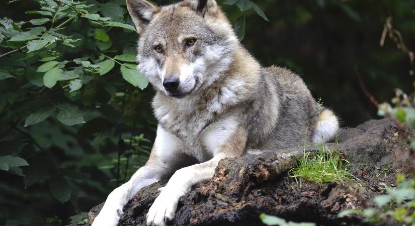 Botrány Putnokon: farkasokat öltek a vadászok, kommandósok csaptak le rájuk