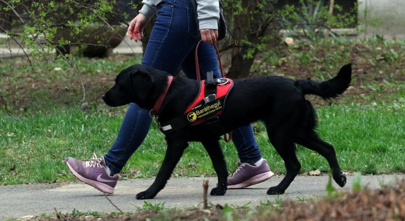 Kutyája miatt alázta meg a látássérült utast a kalauz