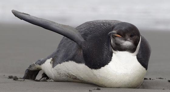 Műholdképeken szúrták ki az ürüléküket, ez árulta el őket: négy új pingvinkolóniát fedeztek fel az Antarktiszon