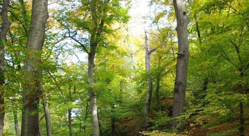 Az év fája a bükk - Veszprém vármegyében találhatók a legnagyobb egyedek