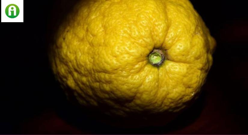 Cédrát, a legfinomabb citrusféle, aminek egyetlen termése több kilogramm is lehet