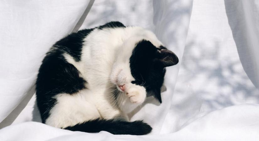 Bőrprobléma a bunda alatt – Mi az a macska akné?