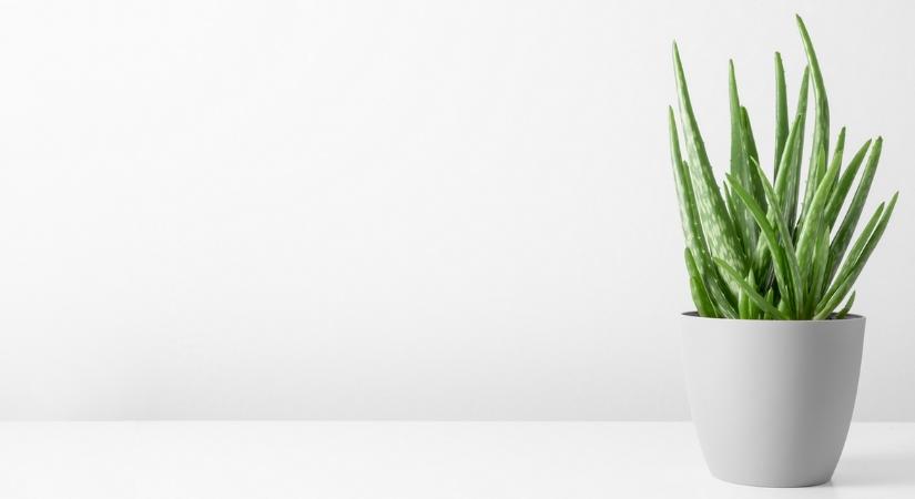 Aloe vera gondozása és szaporítása – Útmutató kezdőknek
