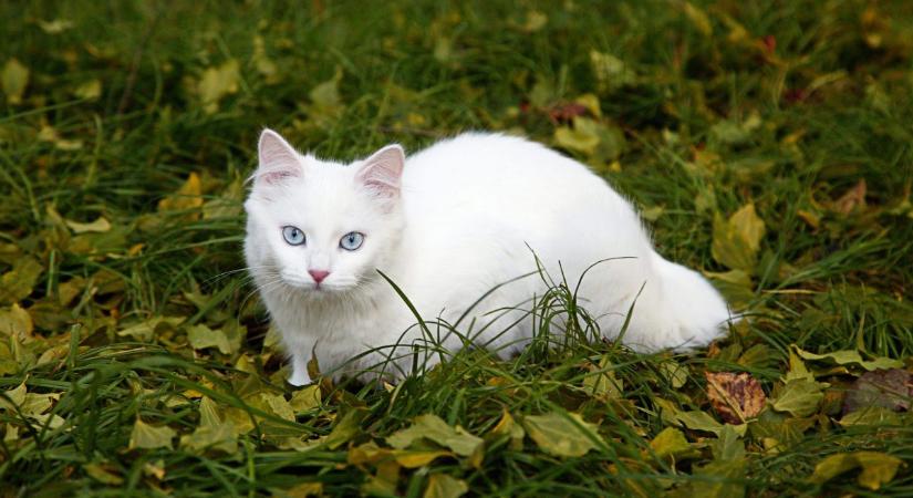 Ezért olyan különlegesek a fehér macskák