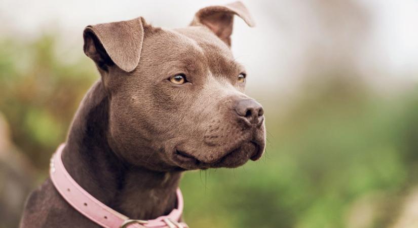 Amerikai pitbull terrier fajtaleírás: az egyik legvitatottabb fajta