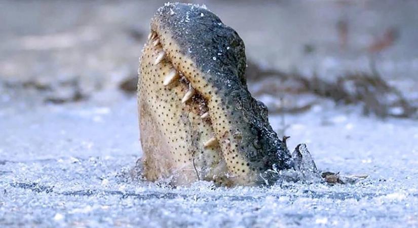 Simán belefagynak a mocsárba a texasi aligátorok
