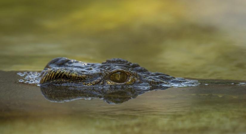 Perlik a floridai idősotthont, ahol aligátor okozott halálesetet