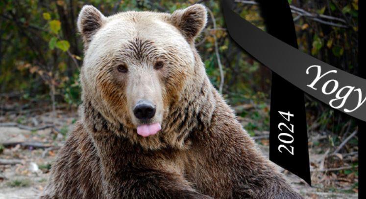 Elpusztult Románia legidősebb medvéje