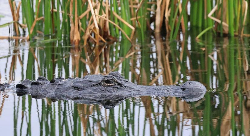 A texasi aligátorok ugyan a nagy hidegben megfagynak, de életben maradnak