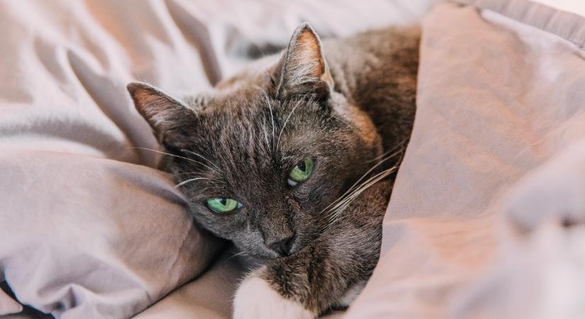 Idős macskád haragszik rád? Egy furcsa jelenség, amire készülnöd kell