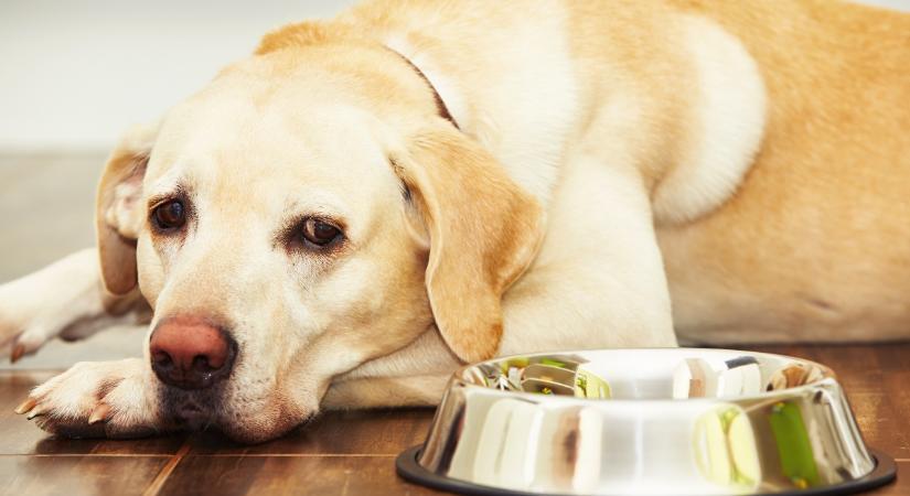 6 tápanyag, amelynek elégtelen bevitele megbetegíti a kutyát