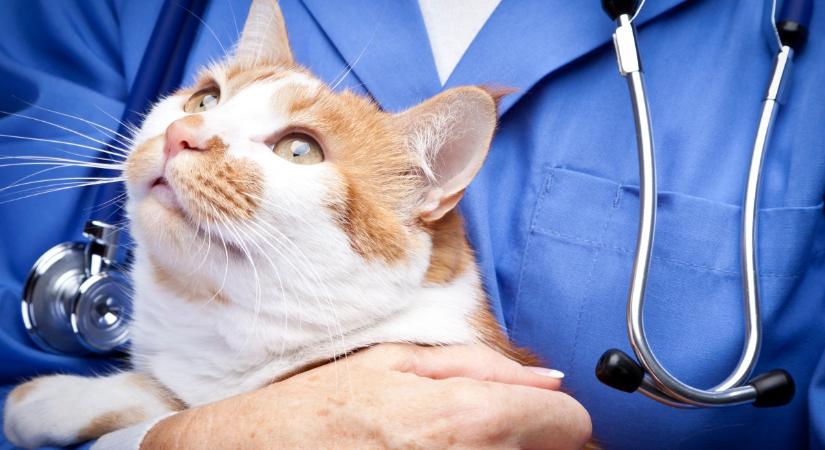 Az orvos is megdöbbent, mit mutatott a röntgen a cica szájában