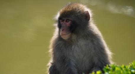 Megszökött egy majom a skót állatkertből, továbbra is keresik