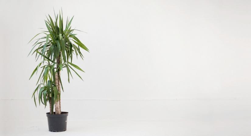 Jukka (Yucca) gondozása és szaporítása – Útmutató kezdőknek